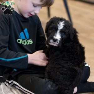 Delta, Bernedoodle Puppy